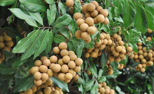 各时期给龙眼施肥起的作用