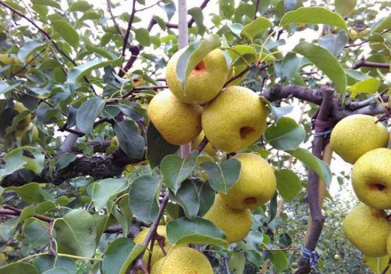 梨树需肥特性（梨树最佳时期）