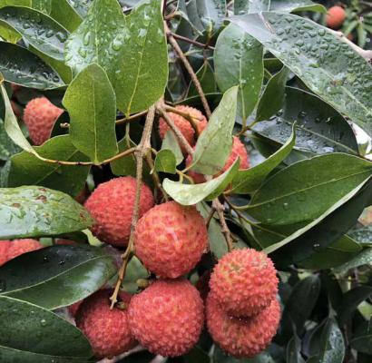 荔枝需肥规律（荔枝施肥时期）