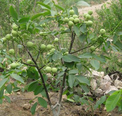 核桃追肥时期（核桃最易缺的元素）