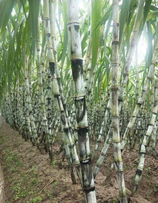 种植甘蔗用什么磷肥好？