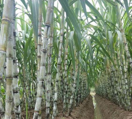 钾肥对甘蔗的重要性
