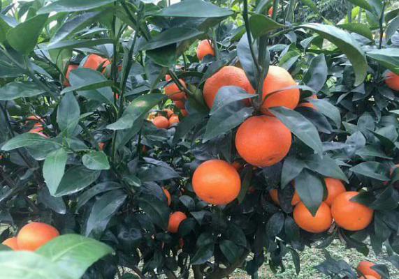 柑橘需肥量（柑橘施肥时期）