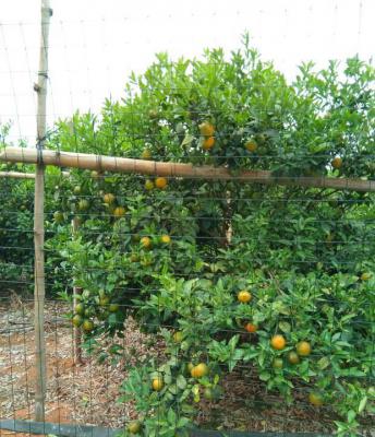 柑橘树的需肥特点是什么（柑橘的需肥特性）