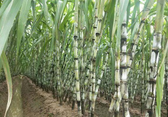 甘蔗需肥特点（甘蔗喜欢什么肥料）