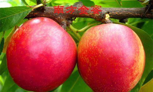 南方金蜜油桃品种简介