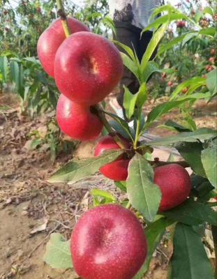 中油蟠3号桃品种简介