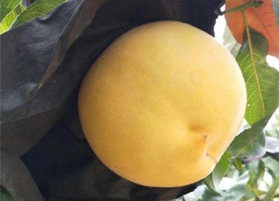 中桃金蜜黄桃品种简介