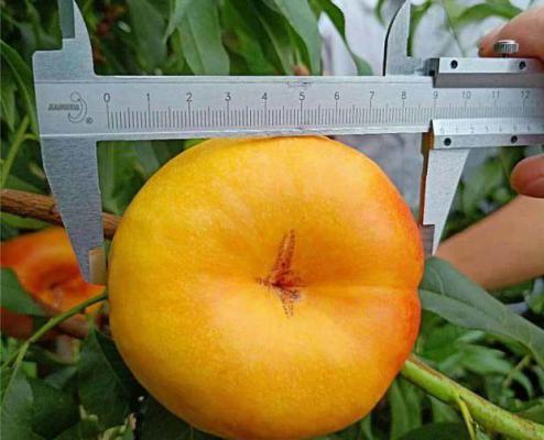 中蟠15号蟠桃品种好不好？