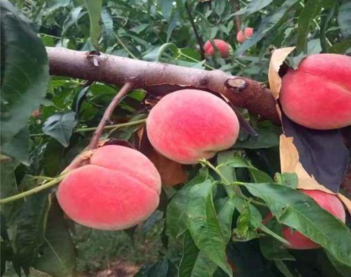 秋硕蜜品种简介