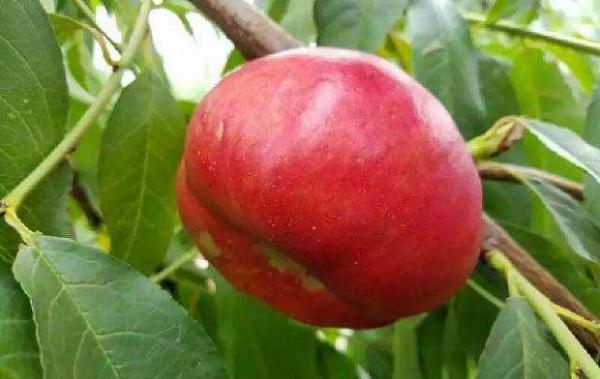 农神蟠桃品种简介