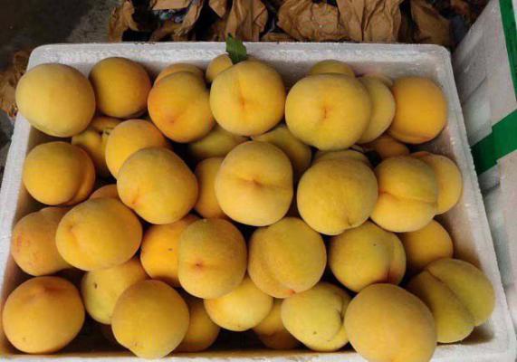 钻石金蜜桃品种介绍