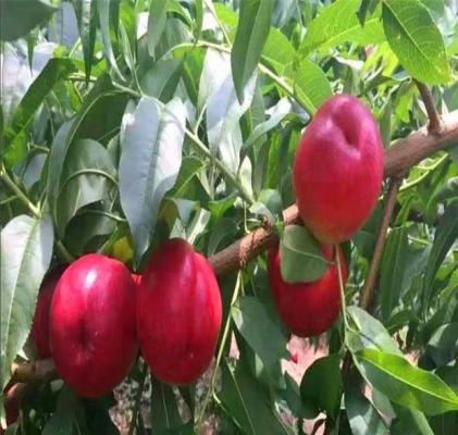 中油金瑞油桃品种简介