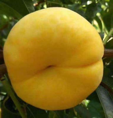 早黄蟠桃品种介绍