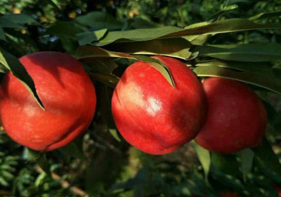 中油金红油桃品种简介