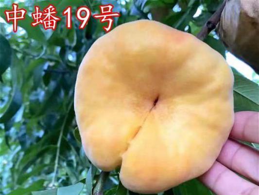 中蟠19号蟠桃品种简介