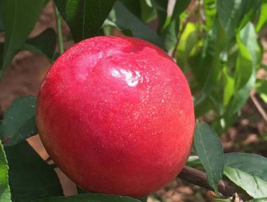 双喜红油桃品种介绍