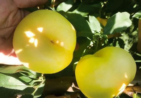 中蟠21号蟠桃品种简介