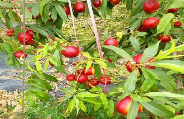 中油蜜玉油桃品种简介