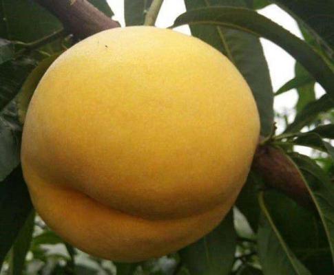 中桃金饴黄桃品种简介