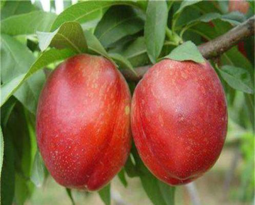 中油金铭油桃品种简介