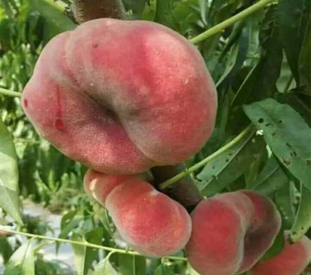 中蟠14号品种简介