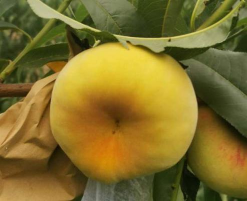 中蟠9号蟠桃品种介绍