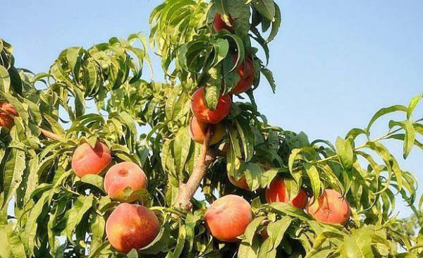 中蟠17号蟠桃品种介绍