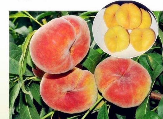 中蟠桃11号蟠桃品种简介