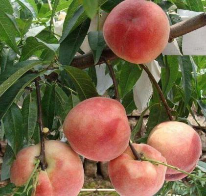 中桃22号桃树品种简介