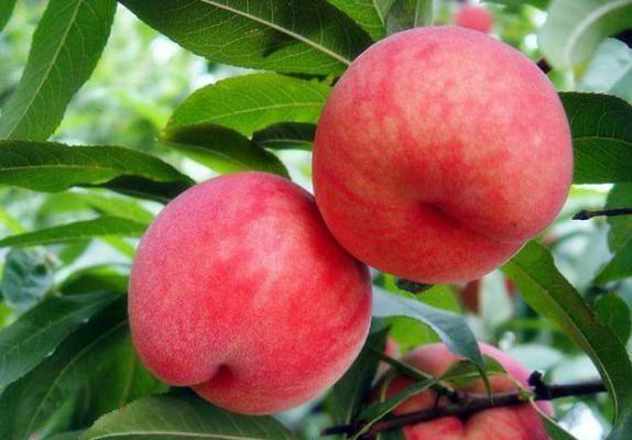 中桃5号桃树品种简介