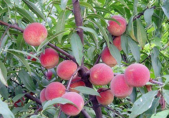 中桃21号桃树品种简介