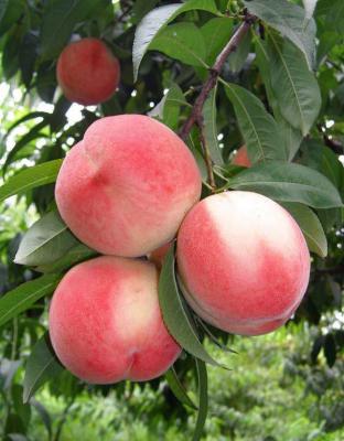 中桃4号桃树品种简介