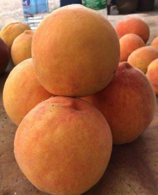 黄金蜜桃3号品种简介