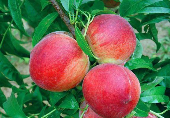 春蜜桃树品种简介