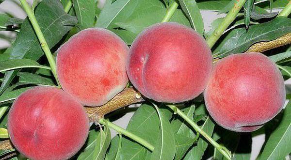 中桃绯玉桃品种简介