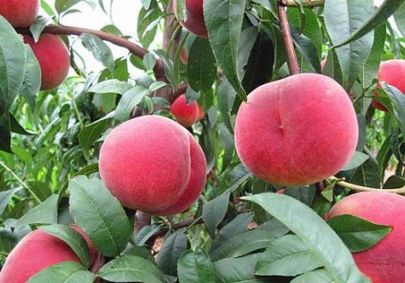 中桃紫玉桃品种简介