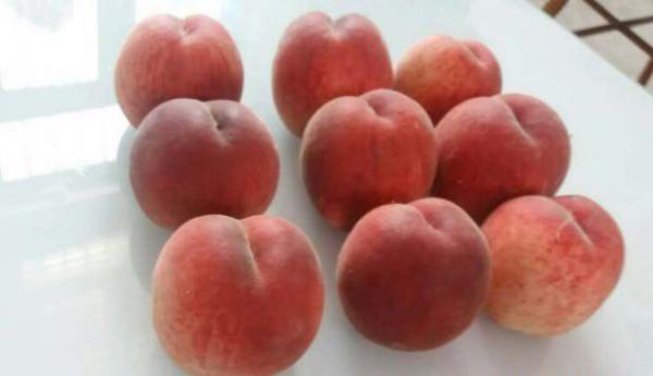 中桃红玉桃树品种简介