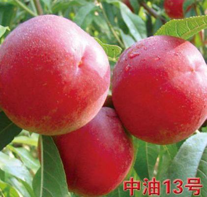中油13号油桃品种简介