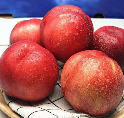 中油20号油桃品种简介