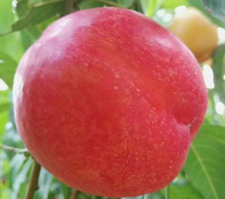 中油金冠油桃品种简介