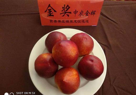 中农金辉油桃品种简介
