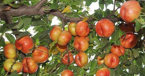 中油蟠7号蟠桃品种简介