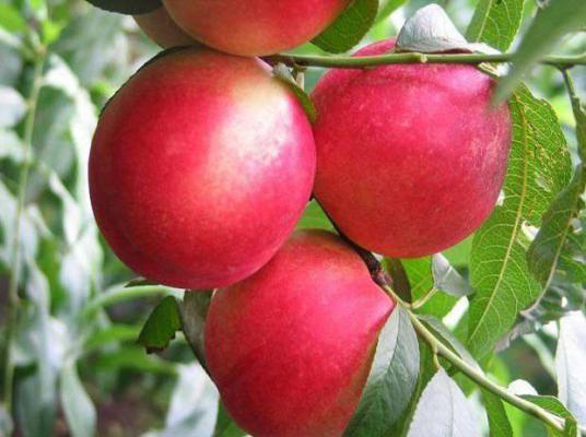 中油金黛油桃品种介绍