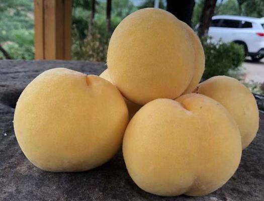 早熟黄桃中桃金魁品种好不好？