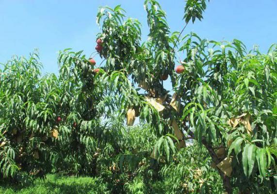 种植桃树提升果实质量措施