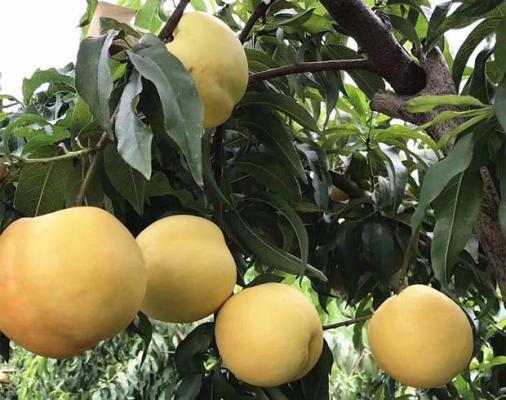 桃树疏花疏果的方法（桃树疏花疏果的目的）