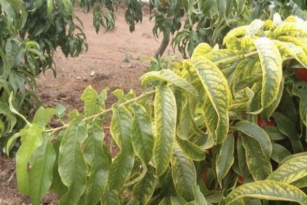 桃树缺镁症状（桃树缺镁补救方法）