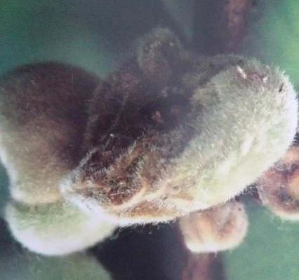 桃树缺硼症状（桃树缺硼补救方法）