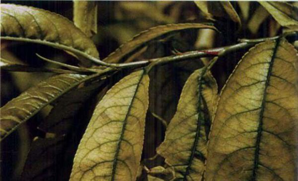 桃树缺锰症状（桃树缺锰补救方法）